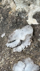 Dermatocarpon miniatum