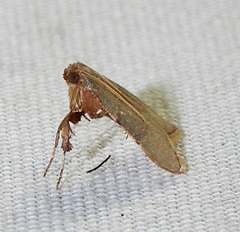 Basacallis tarachodes