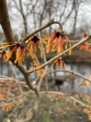 Hamamelis vernalis