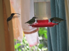 Phaethornis longirostris