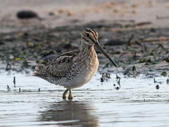 Gallinago paraguaiae