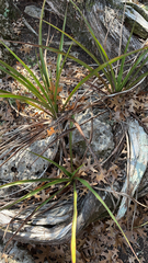 Yucca rupicola