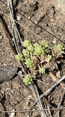 Sedum nuttallii