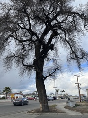 Quercus lobata