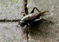 Teleogryllus commodus