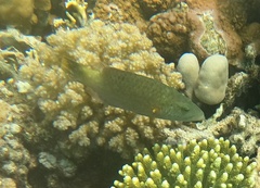 Oxycheilinus digramma