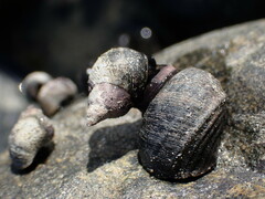 Littorina sitkana