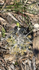 Coryphantha