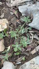 Lupinus texensis