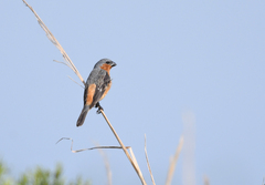 Sporophila hypoxantha