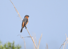 Sporophila hypoxantha