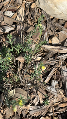 Thamnosma texana