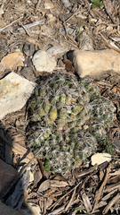 Escobaria missouriensis