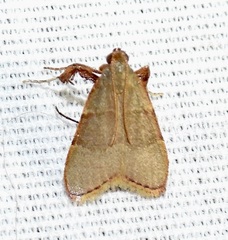 Basacallis tarachodes