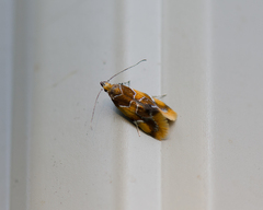 Epicallima argenticinctella