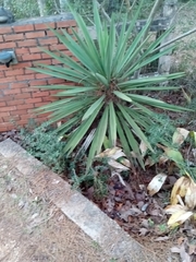 Yucca louisianensis