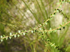 Acacia hubbardiana