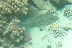Lethrinus obsoletus