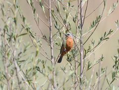 Sporophila hypoxantha