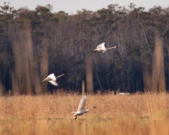 Cygnus columbianus