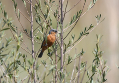 Sporophila hypoxantha