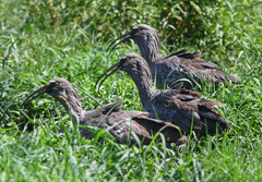 Theristicus caerulescens