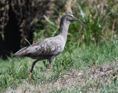 Theristicus caerulescens