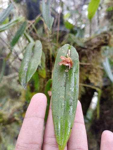 Pleurothallis bivalvis