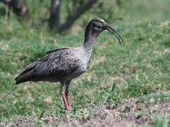 Theristicus caerulescens