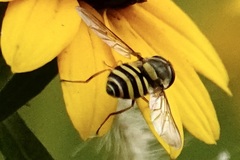 Syrphus rectus
