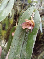 Pleurothallis bivalvis
