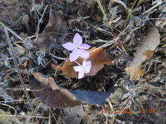 Pseuderanthemum praecox