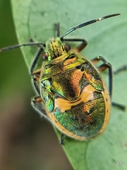 Scutelleridae