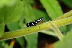 Amblyscartidia incredibilis