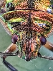 Scutelleridae