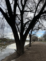 Quercus lobata