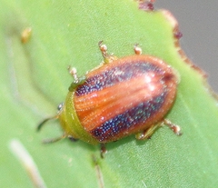 Calomela satelles