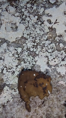 Lepraria normandinoides