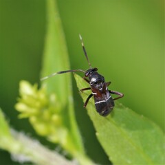 Pilophorus strobicola