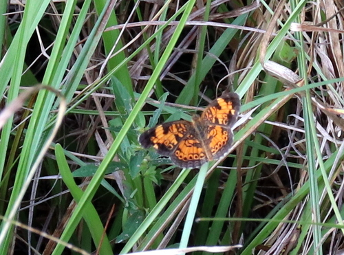 Pearl Crescent photographed in Mississippi