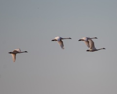 Cygnus columbianus