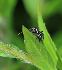 Pilophorus strobicola