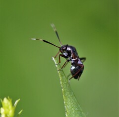 Pilophorus strobicola