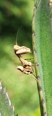 Raptrix