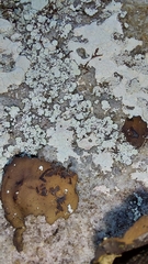 Lepraria normandinoides