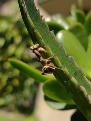 Raptrix