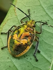 Scutelleridae