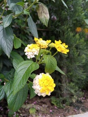 Lantana camara