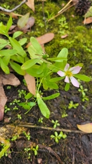 Sabatia calycina