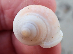 Semicassis semigranosa